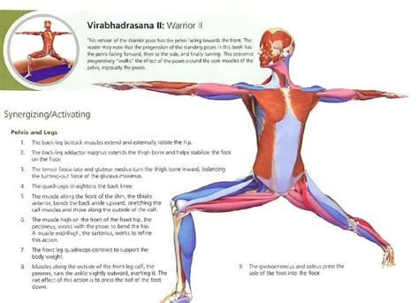 pin  agnes loong  yoga anatomy yoga anatomy yoga yoga poses
