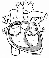 Heart Diagram Unlabelled 1214 sketch template