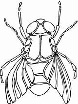 Fliege Mosca Mouche Kolorowanka Mucha Ausmalbild Rysunek Insect Owad Dzieci Supercoloring sketch template