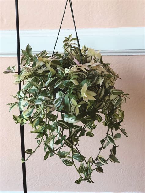Tradescantia Hanging Basket Houseplant In Morristown Nj Colly Flowers