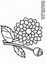 Dahlia Flower Pages Coloring Color Printable Getcolorings Unique Print sketch template