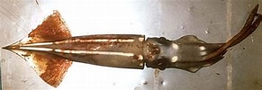 Afbeeldingsresultaten voor "eucleoteuthis Luminosa". Grootte: 291 x 100. Bron: www.eonet.ne.jp