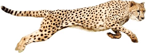 cheetah running transparent png stickpng