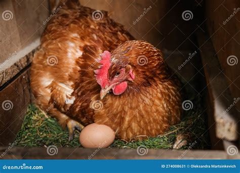 bruine kippen en eihen  de coop stock afbeelding image  haan binnenlands