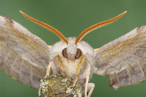 giant sex crazed moths as big as a human hand have invaded britain… and