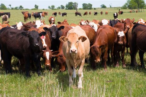 engineering more digestible grass could reduce livestock pastures and