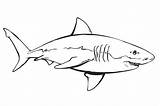 Kolorowanki Rekiny Rekin Kolorowania Wydruku Ryby Obrazki Zwierzęta Zwierzeta Aquarium Monterey Zwierzętami Dzieci sketch template
