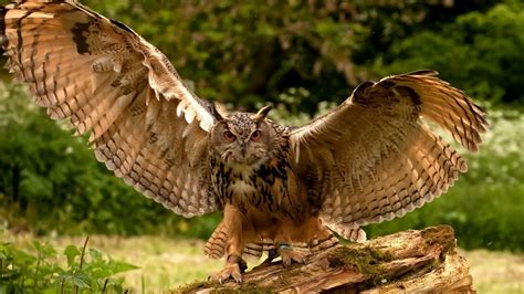owl wings flapping wallpaper hd animals  wallpapers images