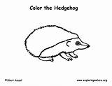 Coloring Hedgehog Pages Labeling Animals Exploringnature Year sketch template