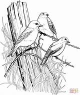 Birds Eastern Barbed Bluebird Drawings Pyrography Supercoloring Colouring sketch template