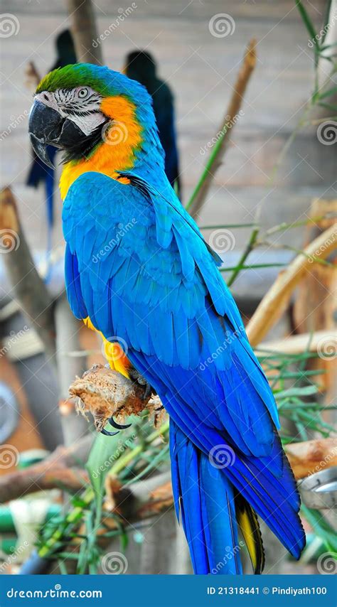 blue macaw stock image image  perched resting exotic