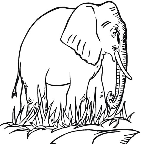 printable elephant coloring pages  kids