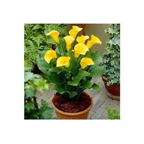 Yellow Calla Lily Bulb Plant At Rs 35 Piece फ्लॉवरिंग प्लांट फूलदार