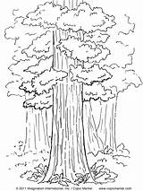 Redwood Designlooter Copic sketch template