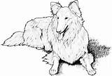Coloring Collie Pages Dogs Dog Rough Adult Supercoloring sketch template