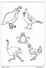Birds Coloring Pages Printable Grade Kids First sketch template