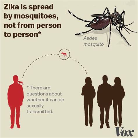 Heres What It Will Take To Stop The Zika Virus Vox