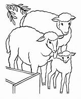 Lamb Agneau Coloringhome Flock Lambs Ovelhinhas Buku Paskah Mewarna Windy Rainy Sketch Coloriages Iklan sketch template
