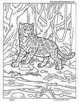 Coloring Jaguar Pages Animal Printable Mammals Kids Animals Forest Book Color Print Four Jungle Kelp Sheets Zoo Colouring Books Coloringhome sketch template