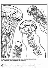 Jellyfish Meduse Qualle Medusas Quallen Kwallen Malvorlage Ausmalbild Medusa Educima Schulbilder Scarica Medienwerkstatt Educolor Große Coloringhome sketch template