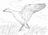 Goose Angsa Mewarnai Marimewarnai Paud Kumpulan Pemandangan Bullfinch Designlooter Supercoloring sketch template