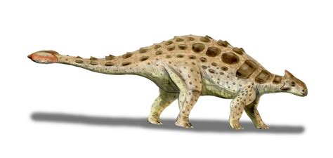 ankylosaurus prehistoric earth wiki fandom powered  wikia