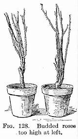 Budding Grafting Propagation Means Part sketch template