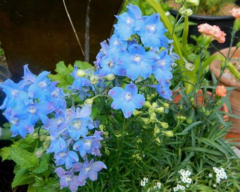 photo of the entire plant of chinese delphinium