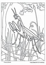 Mantis Insects sketch template