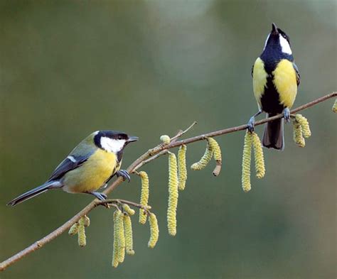 The Great Tit Chooses Love Over Food Scientific American