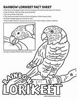 Lorikeet Coloring Colouring Pages Kratts Wild Printable Kids Bird Party Designlooter Fact Sheet Color Rainbow Bday Needs Special 77kb 388px sketch template