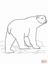 Polari Desene Orso Polare Ursul Colorat Stampare Ursi Disegnare sketch template