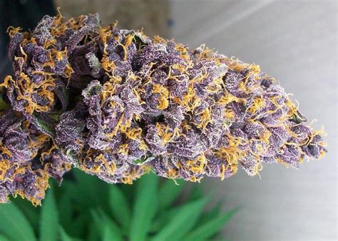 9 Most Beautiful Cannabis Strains That Even Non Users Will