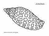 Coloring Seashell Pages Shell Stencils Patterns Shells Sea Printable Colouring Junonia Drawing Color Kids Seashells Stencil Quilting Nautical Painting Conch sketch template
