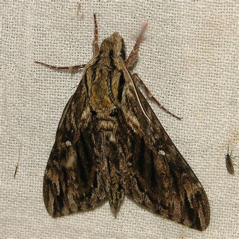 moths of north carolina