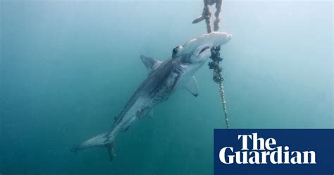 brazil museum fire and a captured shark tuesday s best