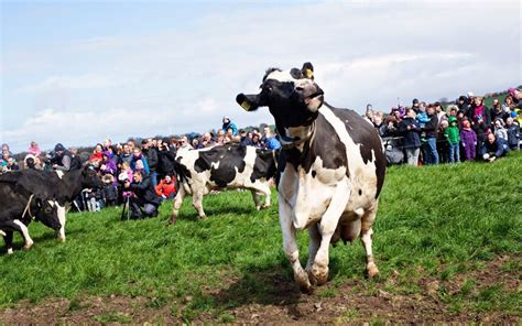 moo ve those hooves denmark s dancing cow day telegraph