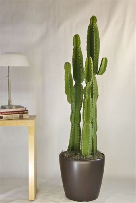phenomenal  awesome indoor cactus ideas  cozy home interior