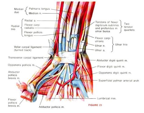 Ulnar Tunnel Syndrome Release Nerve Entrapment Houston Tx