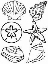Scoici Colorat Shells Seashell Seashells Starfish Sheet Marine Fise Etichete Desene sketch template
