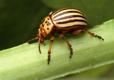 filecolorado potato beetle leptinotarsa decemlineata insectjpg