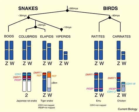 relationships between vertebrate zw and xy sex chromosome systems