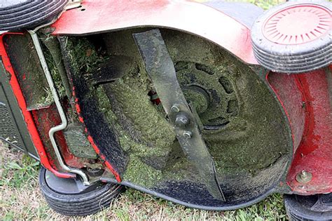 clean grass   lawnmower blade indigo ant