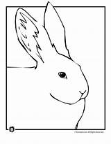 Coloring Bunny Large Pages sketch template