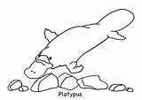 Platypus Kids Pages Colouring Animal Au Coloring Year Olds Available Australian Projects Clipart Project Animals Designs sketch template