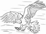 Calva Coloring Aguila Aquila Colorare Disegni águila Prey Diving Presa sketch template