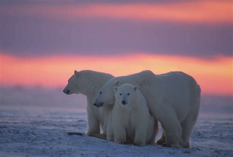 polar bear  canadian encyclopedia