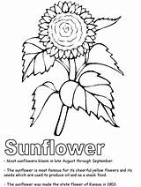 Coloring Sunflower Pages Printable Color Kansas Clipart State Flower Symbols Preschool Usa Adults Library Printables Print Kids States United Geography sketch template