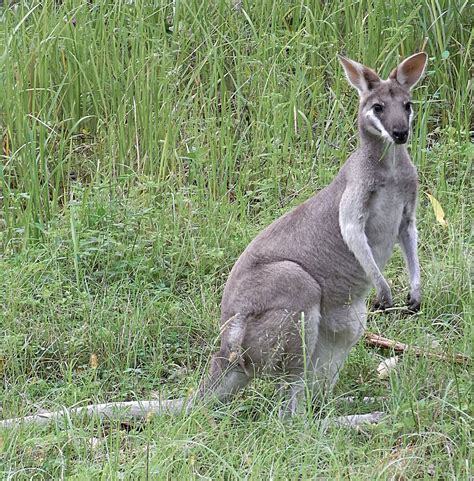 whiptail wallaby wikipedia