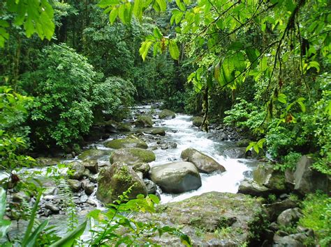 rainforest scenery flickr photo sharing